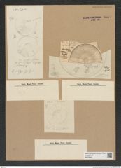 Diatomeae indet. Zeichnungen Sammlung Grunow Nr. 9087 (NHMW-BOT-W0378842)